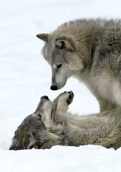 Loba_cachorra_PetitaIndi